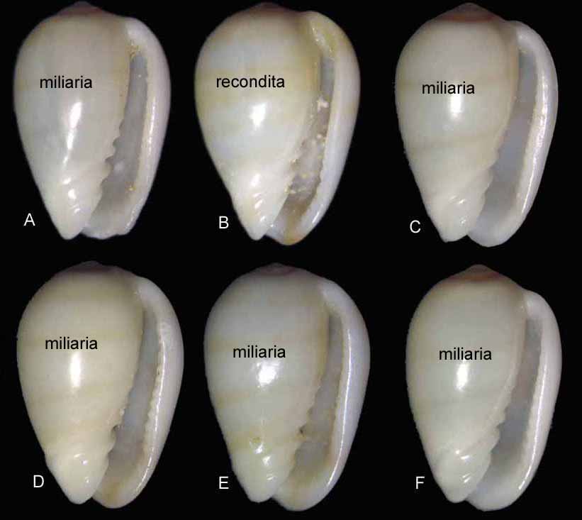 Gibberule di Pasqua